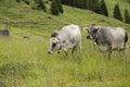 Two beautiful austrian cows posing in a fresh green alpine meadow.