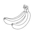 Two beautiful bananas isolated on a white background. Illustration for coloring book