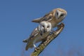 Two Beautiful Barn owl Tyto alba on a branch.