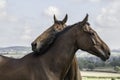 Two beautiful bay horses nuzzling