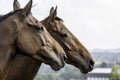 Two beautiful bay horses in profile Royalty Free Stock Photo