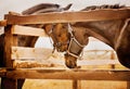 Two beautiful bay horses standing in paddocks with wooden fences show affection to each other on a sunny day. Animal love. Royalty Free Stock Photo