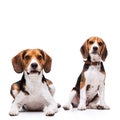 Two beautiful Beagles sitting Royalty Free Stock Photo