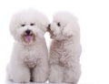 Two beautiful bichon frise dogs Royalty Free Stock Photo