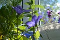 Two beautiful big flowers of Platycodon grandiflorus. Green garden Royalty Free Stock Photo