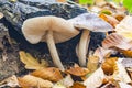 Two beautiful big honey agaric armillaria growing out of a dead tree stump Royalty Free Stock Photo