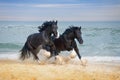 Two beautiful big horses breed Shire