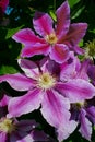 Two big purple clematis flowers Royalty Free Stock Photo