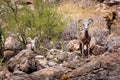 Two Bighorn Sheep in Arizona Looking at Camera Royalty Free Stock Photo