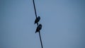 Two beautiful birds are sitting on an electric wire. Royalty Free Stock Photo