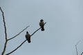 Two birds sitting on a branch Royalty Free Stock Photo