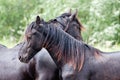 Two beautiful black horses