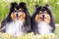 Two beautiful black sable white shetland sheepdog, small collie lassie dog outside portrait with camomille midsummer flowers Royalty Free Stock Photo