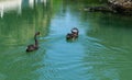 Two beautiful black swans Cygnus Atratus swim in emerald water of  pond called Big Lake with Swan Island. Sunny spring Royalty Free Stock Photo