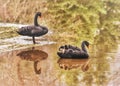 Two beautiful black swans in the lake. Water birds photography, reflections