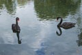 two beautiful black swans swim in the lake, swans close up Royalty Free Stock Photo