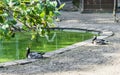 Two beautiful black white ducks sitting at a pond forest landscape Royalty Free Stock Photo