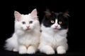 Two beautiful black and white Maine Coon cat, isolated on black background, Two white cats on a black background with a place for Royalty Free Stock Photo