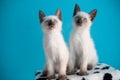 Two blue-eyed Siamese kitten on a blue background Royalty Free Stock Photo