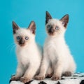 Two beautiful blue-eyed Siamese kitten Royalty Free Stock Photo