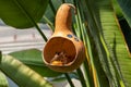 Two beautiful blue Morpho Peleides butterfly from Nymphalidae family eating nectar of rotten fruits inside dried gourd in