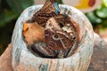 Two beautiful blue Morpho peleides butterfly from Nymphalidae family eating nectar of rotten fruits in a stone mortar on a stump Royalty Free Stock Photo