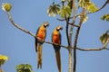 Two beautiful Blue-and-yellow macaws on a tree branch, Brazil