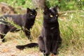 Two Beautiful bombay black cats in green grass in nature outdoors