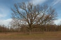 Two beautiful branched trees at the edge of the forest. Spring landscape Royalty Free Stock Photo