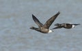 Two beautiful Brent Geese Branta bernicla flying over the sea at high tide in Kent, UK. Royalty Free Stock Photo