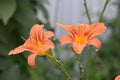 ÃÂ¡ouple of red and orange daylilies Royalty Free Stock Photo