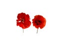two bright red poppy flower on white isolated background Royalty Free Stock Photo