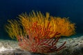 Beautiful red and yellow gorgonians on the sandy bottom of the Atlantic Ocean Royalty Free Stock Photo