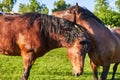 Two beautiful brown horses hugging each other in a green meadow Royalty Free Stock Photo