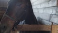 Two beautiful brown stallions chew hay, play in the stall, neigh and snort.