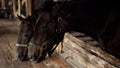 Two beautiful brown stallions chew hay, play in the stall, neigh and snort.