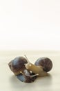 Two beautiful brown and white Achatina with a spiral shell crawling on the light table on a sunny day with copy space. Extreme
