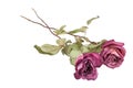 Two beautiful burgundy roses flowers with long stem and green leaves on white background isolated closeup