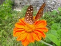Two beautiful butterflies enjoying a sunflower flower Royalty Free Stock Photo