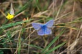 Two beautiful butterflies Royalty Free Stock Photo