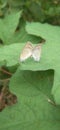 Two beautiful butterflies are having fun making love Royalty Free Stock Photo