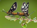 two beautiful butterflies are making love Royalty Free Stock Photo