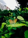 Two beautiful butterflies Royalty Free Stock Photo