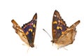 Two beautiful butterfly Royalty Free Stock Photo