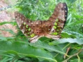 Two beautiful butterfly mating moment Royalty Free Stock Photo
