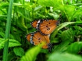 Two beautiful Butterflys mating on a green leafs