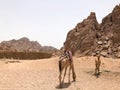 Two beautiful camel resting, grazing in the parking lot, halted with humps on hot yellow sand in the desert in Egypt against the b