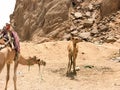 Two beautiful camel resting in the parking lot, halted with humps on hot yellow sand in the desert in Egypt against a stone sandy