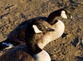 Two beautiful Canada geese Royalty Free Stock Photo