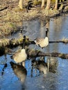 Two beautiful Canadian geese standing in water during late winter season Royalty Free Stock Photo
